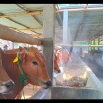 Sapi-1688631171