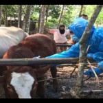 Sapi-1688968699