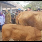 Sapi-1688971871
