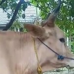 Sapi-1688988541