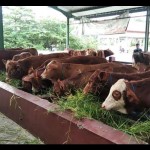 Sapi-1688995063