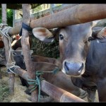 Sapi-1689155495