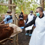 Sapi-1689231868