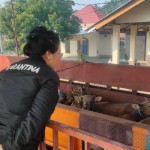 Sapi-1689846576