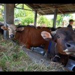 Sapi-1690191355