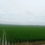 Sawah-1689920370