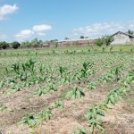 Tanaman tembakau milik petani di NTB yang sudah mulai layu dampak hujan (ANTARA/Akhyar)-1689065105