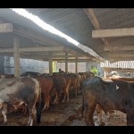 Ternak sapi di Kabupaten Bantul, Daerah Istimewa Yogyakarta. ANTARA/Hery Sidik-1688633493