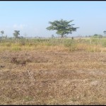 Arsip Foto - Lahan mengering di wilayah Gianyar, Bali, Minggu (25/6/2023). (ANTARA/Dewa Ketut Sudiarta Wiguna)-1692008800