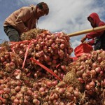 Bawang Merah-1693215103