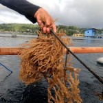 Budi daya rumput laut-1691999508