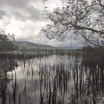 Kawasan hutan mangrove-1691752400