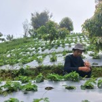 kebun-1693452052