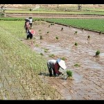 petani-1691056840