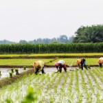 petani-1692069201