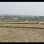 Sawah-1693297937