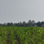 jagung-1695378244