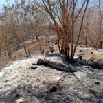 Kebakaran lahan pertanian di Kecamatan Palue, Kabupaten Sikka, NTT, Rabu (13/9/2023). (ANTARA/Dokumentasi Pribadi)-1694598418