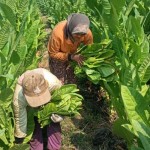 petani-1694752070