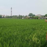 petani-1695198201