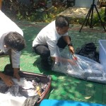 BKIPM gagalkan penyelundupan 522.498 benur selama Januari-Oktober-1696921043