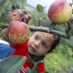 Foto arsip. Wisatawan memetik buah apel di objek wisata petik buah apel di Kota Batu, Jawa Timur. ANTARA FOTO/Destyan Sujarwoko/hp.-1698745739