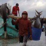 Nelayan skala kecil membawa hasil tangkapannya di Pancer, Banyuwangi. (ANTARA/HO-FAO/Harriansyah)-1697442997