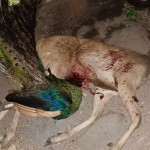 Petugas TN Baluran Situbondo tangkap tiga pelaku perburuan satwa-1697437672