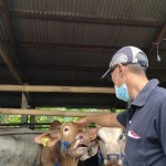 Sapi-1698050003