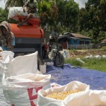 Dinas TPH Sulawesi Tengah genjot produksi jagung-1698830531