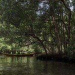 Mangrove-1699498971