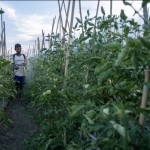 Petani-1699956970