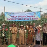 Panen raya jagung komposit di Kabupaten Serang penuhi kebutuhan lokal-1702457310