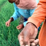 Petani-1701919226
