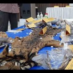 Barang bukti kulit harimau sumatra di Mapolda Aceh, Banda Aceh, Senin (22/1/2024). ANTARA/M Haris SA.-1705904953