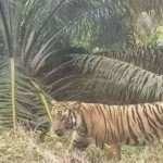 BKSDA Riau pantau kemunculan harimau di Indragiri Hulu-1704362277
