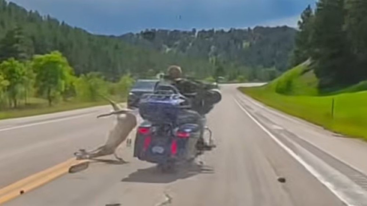 Pengendara Harley-Davidson menabrak rusa dengan kecepatan tinggi. (Foto: Tangkapan layar YouTube Cowboy State Daily)