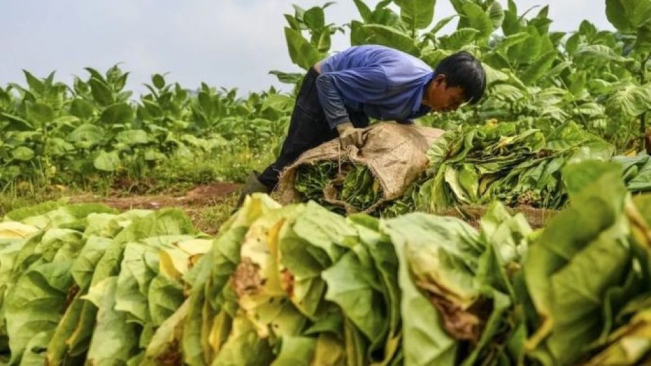 Petani tembakau. (Foto: Antara)