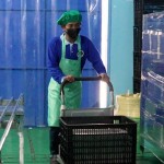 Tri Widodo-1772417119