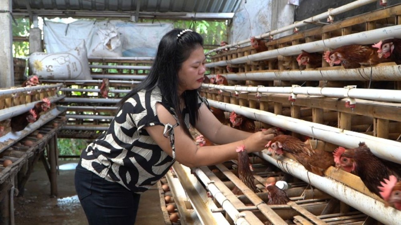 Peternak Telur-1776873382