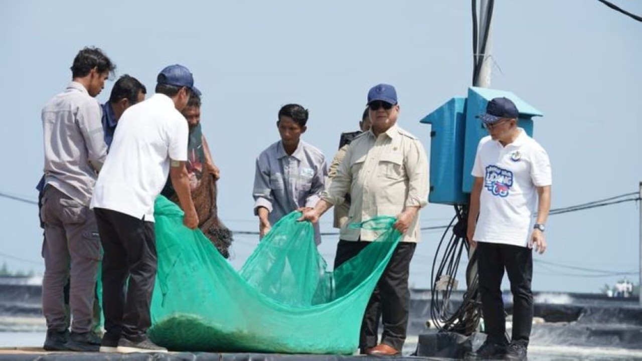 Presiden Prabowo Subianto saat menarik jaring saat panen raya udang di Kebumen. (Foto: Istimewa)