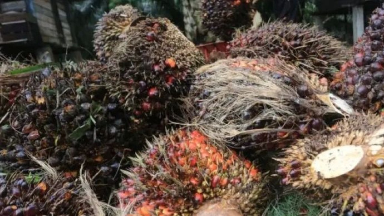 Ilustrasi: Petani mengangkut tandan buah segar (TBS) kelapa sawit seusai panen. ANTARA/Syifa Yulinnas (Antara)